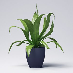 3D model asplenium plant
