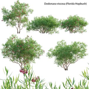 3D Dodonaea viscosa - Florida Hopbush