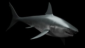 Shark