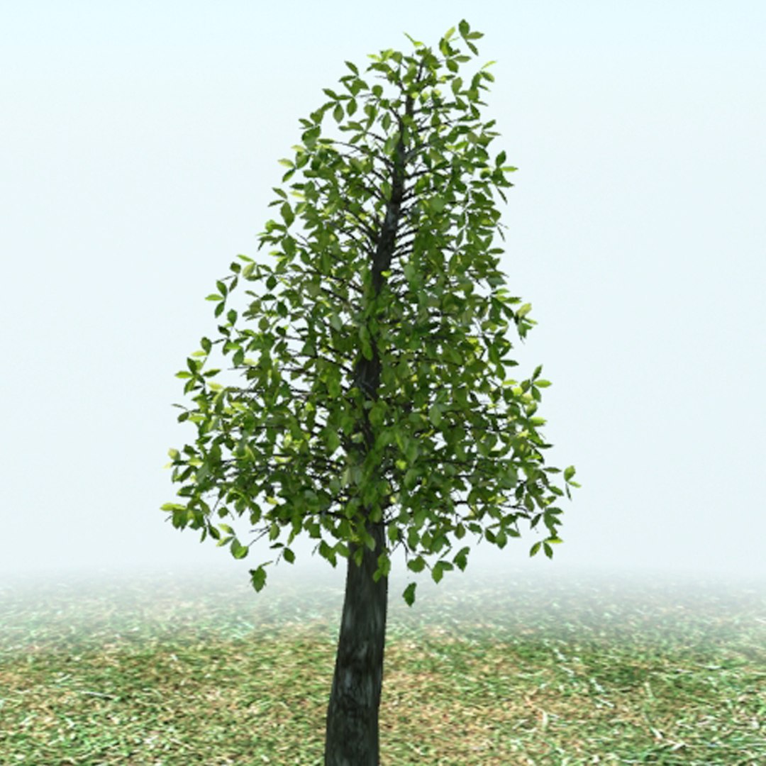 3d Tree Model