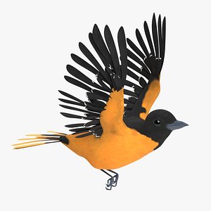Baltimore Oriole Animated