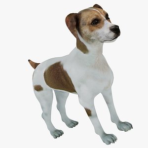 Danish-Swedish Farmdog Dog