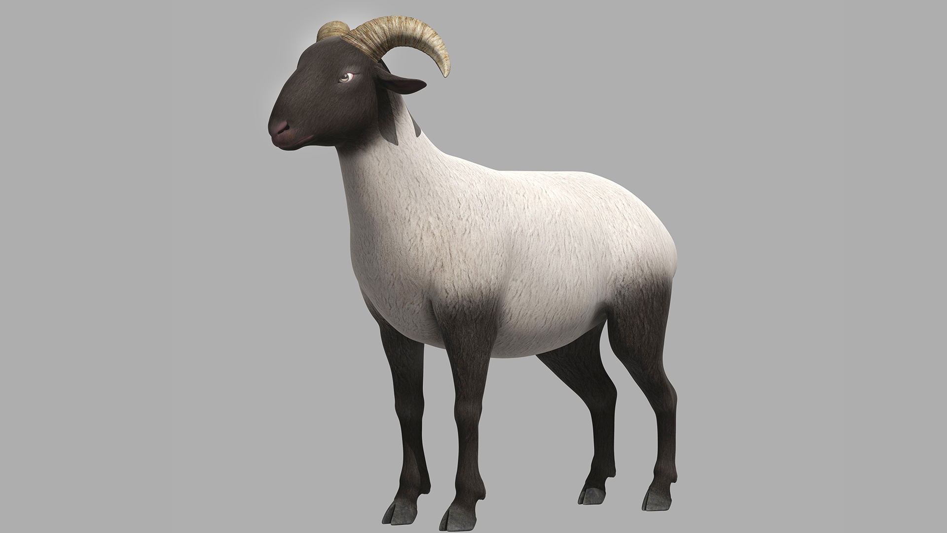 Sheep Ram Ewe Goat 3D Model - TurboSquid 1880841
