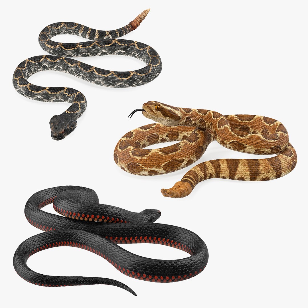 Rigged Snakes 3D Models Collection 3D model preview