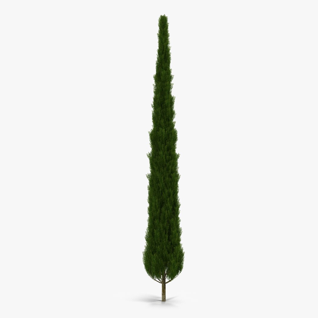Cypress Tree 3 3D Model 3D model preview