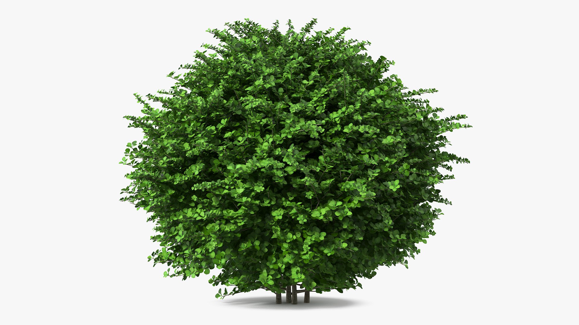 Barberry Shrub Green 3D model preview