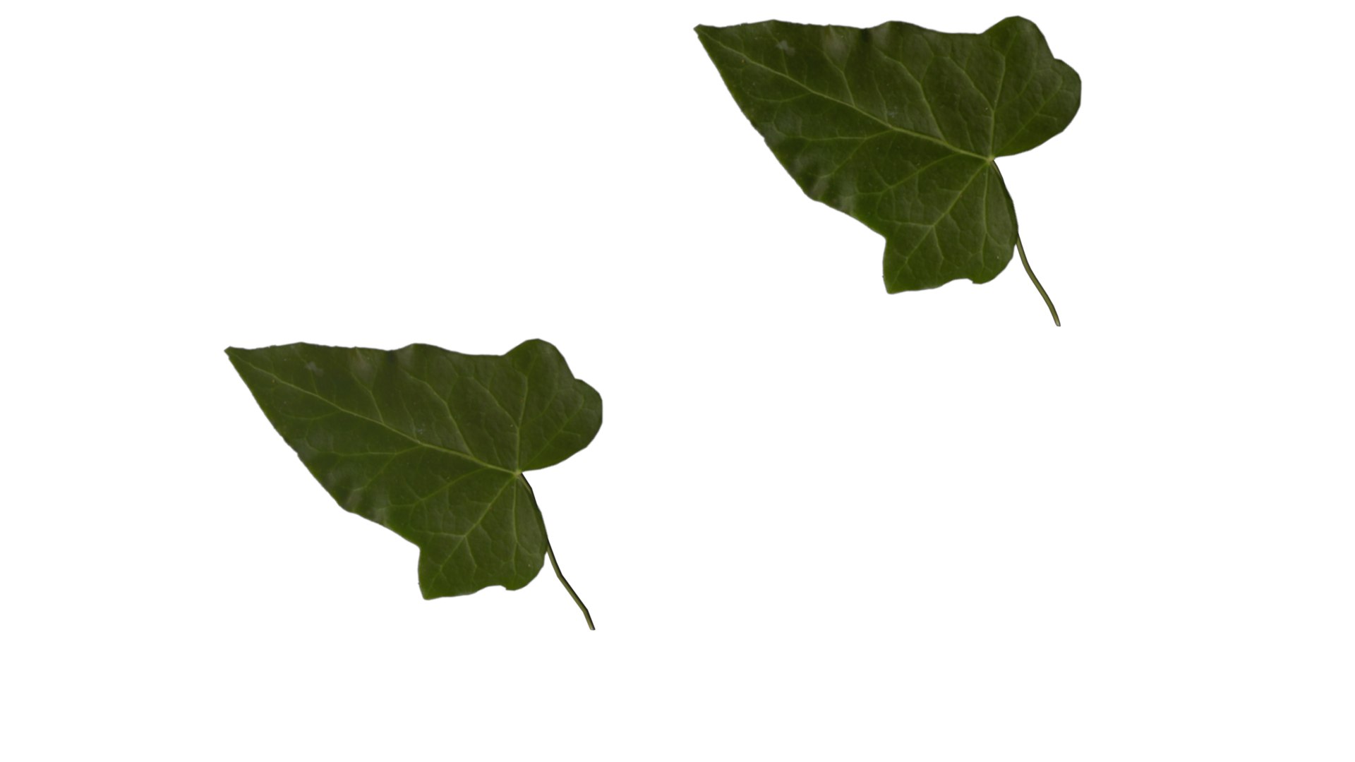 free ma mode ivy leaf https://p.turbosquid.com/ts-thumb/Mf/f7XvHQ/Xk0BBiRZ/ivy01_6/png/1476531423/1920x1080/fit_q87/da33fa4df756caa825c9f271036204a3f170f278/ivy01_6.jpg