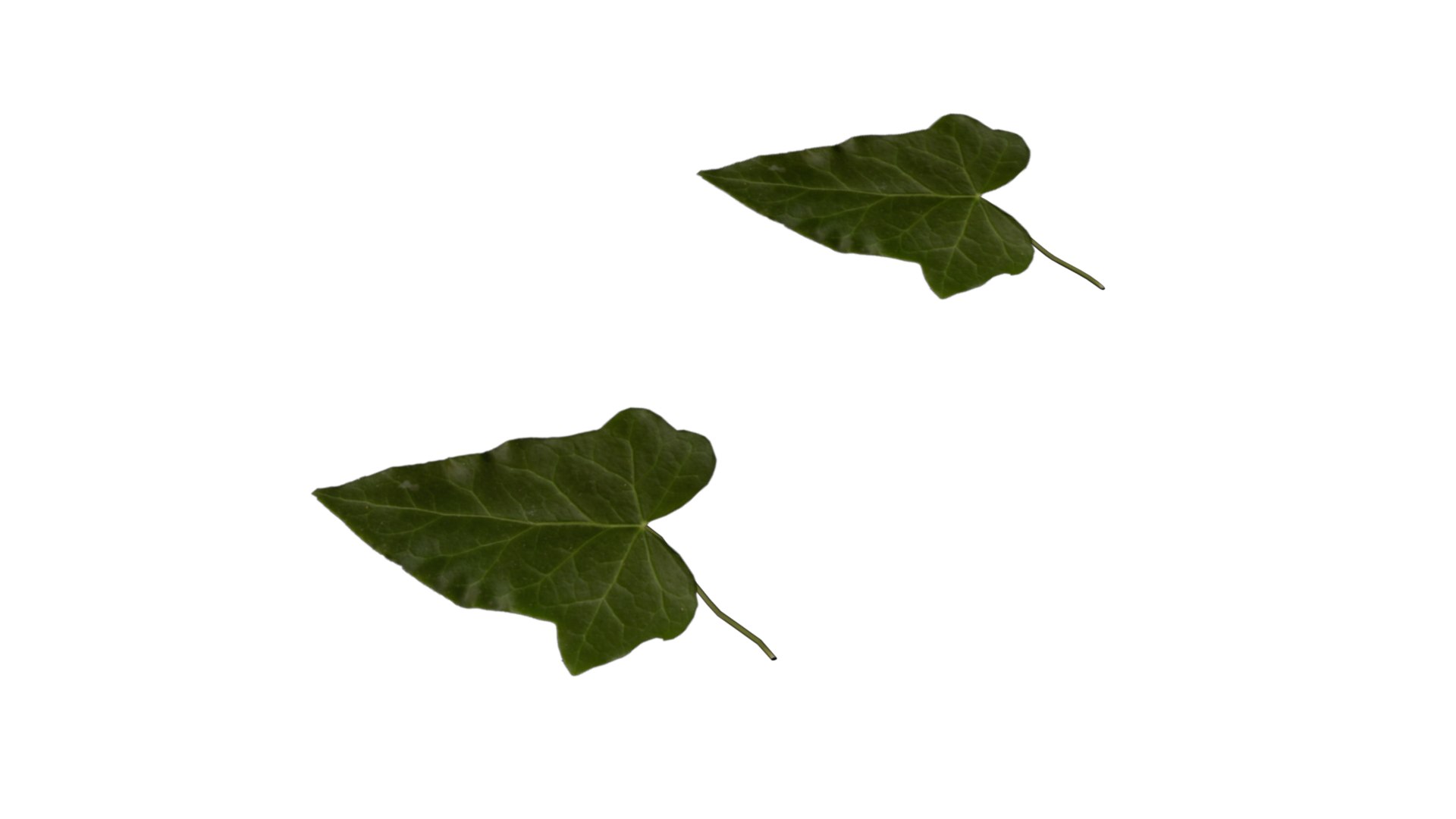 free ma mode ivy leaf https://p.turbosquid.com/ts-thumb/Mf/f7XvHQ/nk8uYLq4/ivy01_1/png/1476531423/1920x1080/fit_q87/d0a2e6d8dc87bde76a976b8dca9ae5b769b74f25/ivy01_1.jpg