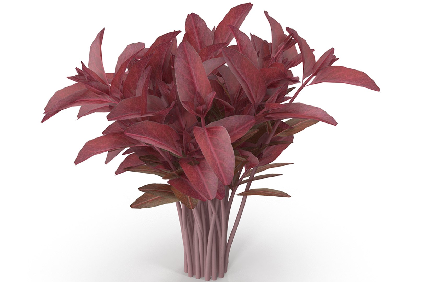 3D Red Amaranth - TurboSquid 1565457