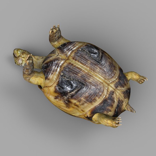3D turtle toad model - TurboSquid 1395708