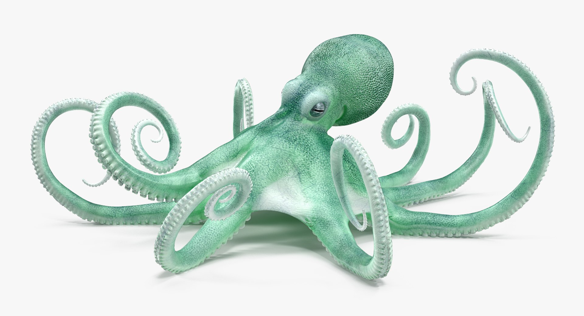 Octopuses Rigged Collection 3D model preview