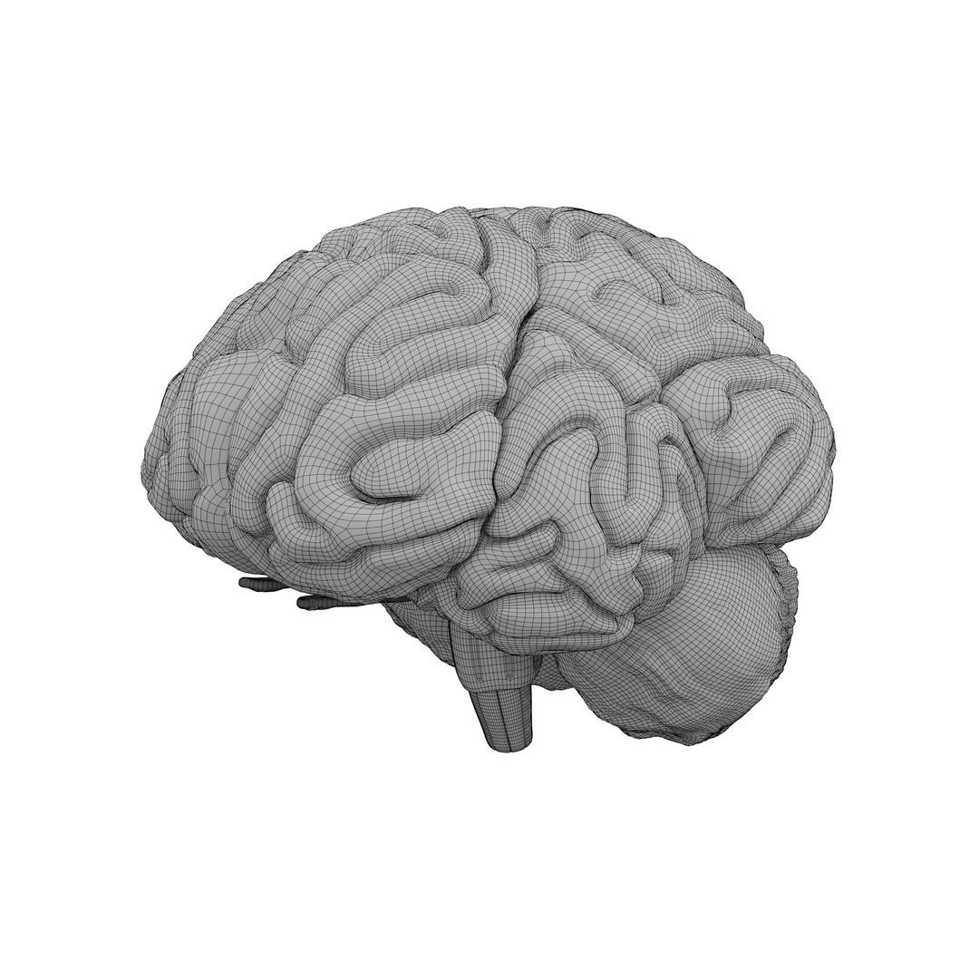 3D Human Brain Layout Model - TurboSquid 2207956