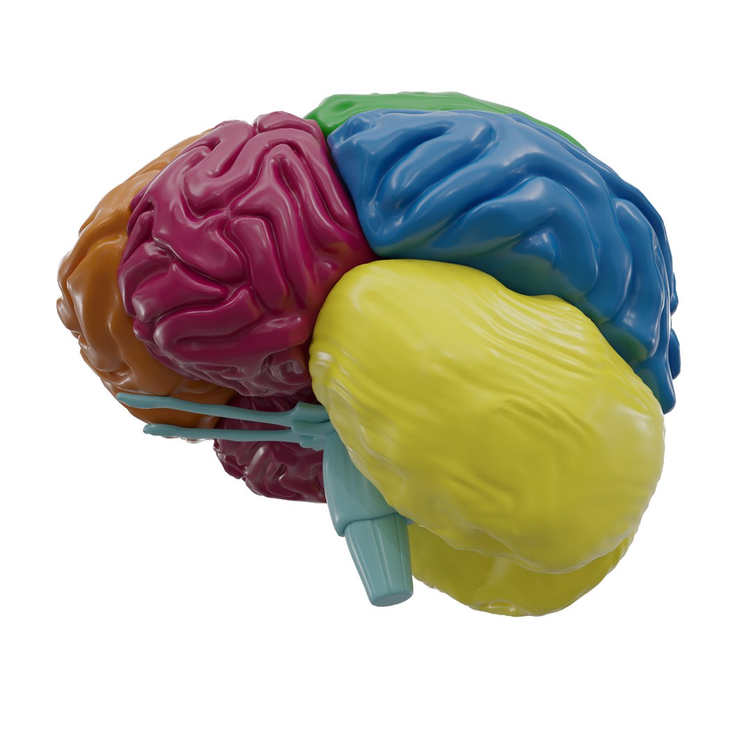 3D Human Brain Layout Model - TurboSquid 2207956