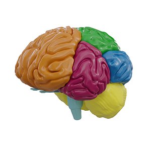 3D Human Brain Layout model