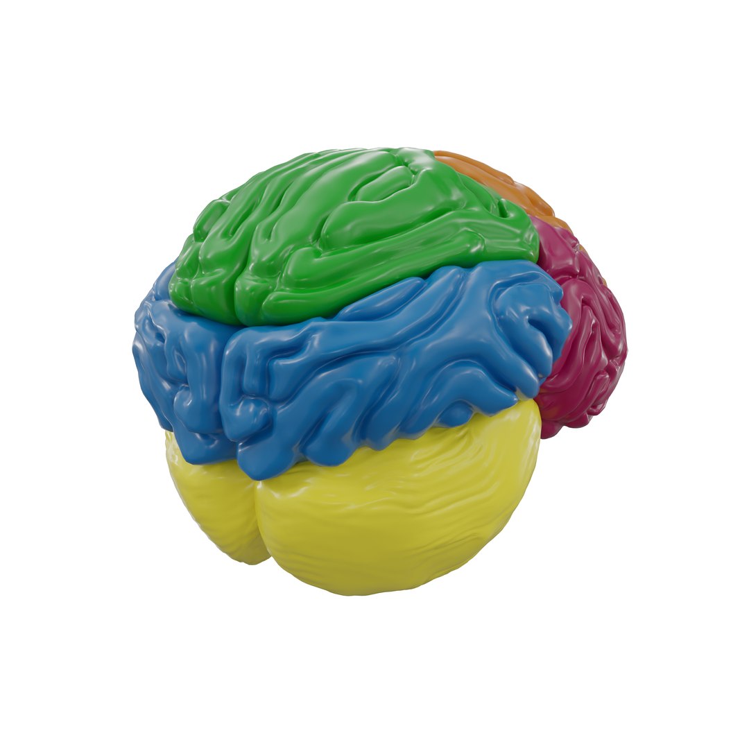 3D Human Brain Layout Model - TurboSquid 2207956