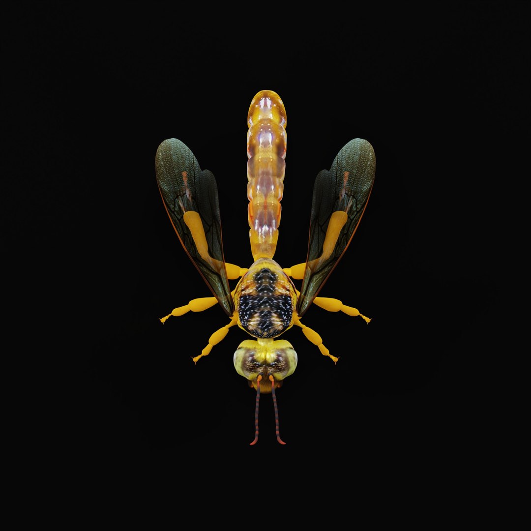3D Tetragonisca Angustula Bee https://p.turbosquid.com/ts-thumb/Mf/pHx3Bd/2w/tetragoniscaangustularig_0002/jpg/1778427765/1920x1080/fit_q87/9c99145faa096283c06a435f20abf614ec4ae205/tetragoniscaangustularig_0002.jpg