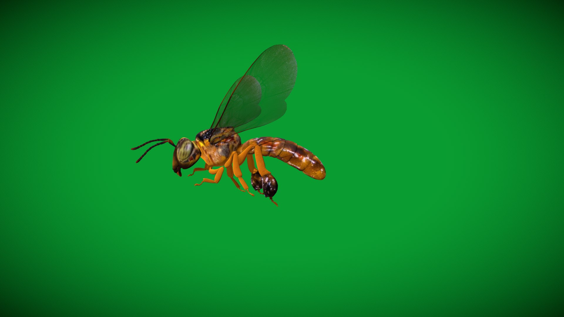 3D Tetragonisca Angustula Bee https://p.turbosquid.com/ts-thumb/Mf/pHx3Bd/4w/angelita_bee30/png/1778427751/1920x1080/fit_q87/40f10e3e29c398ab4e2a2c54b7c463249e388dee/angelita_bee30.jpg