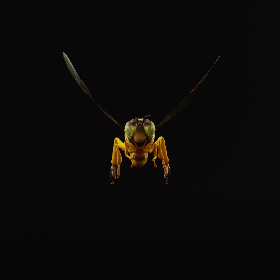 3D Tetragonisca Angustula Bee https://p.turbosquid.com/ts-thumb/Mf/pHx3Bd/8s/tetragoniscaangustularig_0005/jpg/1778427766/1920x1080/fit_q87/f5e3f94645947da00487db7d429ee48bfe569af1/tetragoniscaangustularig_0005.jpg
