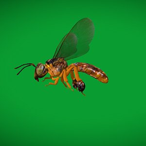 Tetragonisca Angustula Bee