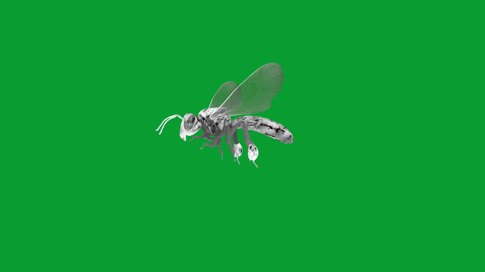 3D Tetragonisca Angustula Bee https://p.turbosquid.com/ts-thumb/Mf/pHx3Bd/E5/angelita_bee14/png/1778427787/1920x1080/fit_q87/369d197a4168dfa321a41f81aad5915c8ad6b3ed/angelita_bee14.jpg
