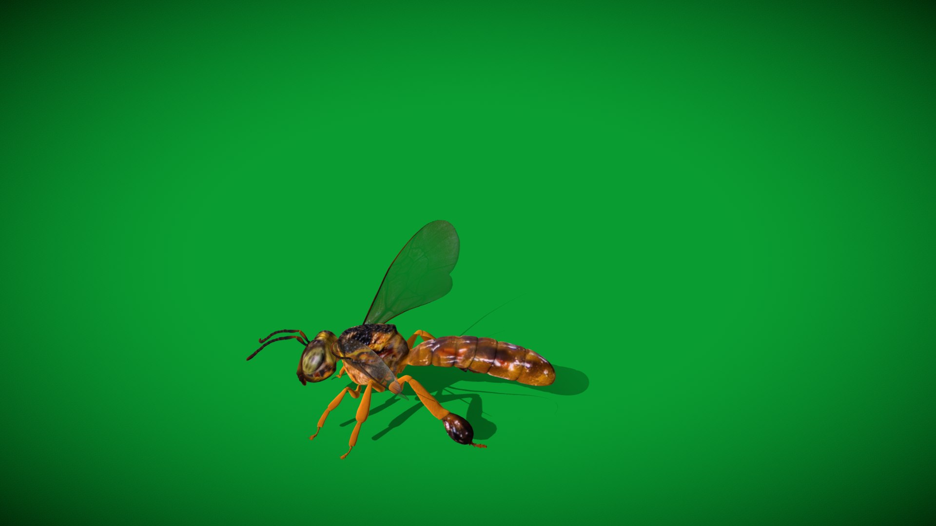 3D Tetragonisca Angustula Bee https://p.turbosquid.com/ts-thumb/Mf/pHx3Bd/F5/angelita_bee2/png/1778427773/1920x1080/fit_q87/d480ceae3f48b3ee3e7f1e64a41f473af78b5e71/angelita_bee2.jpg