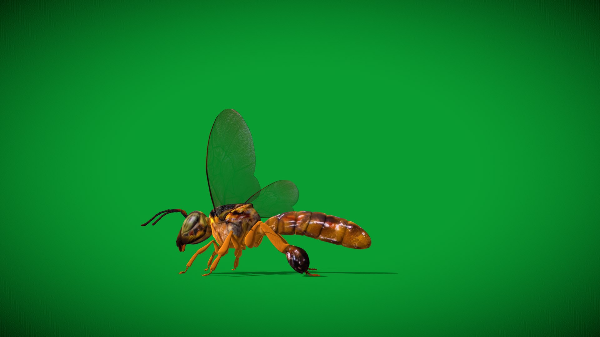3D Tetragonisca Angustula Bee https://p.turbosquid.com/ts-thumb/Mf/pHx3Bd/Fz/angelita_bee3/png/1778427778/1920x1080/fit_q87/44297b91f5b65b49dd433cefaeb6f3f8670a903b/angelita_bee3.jpg