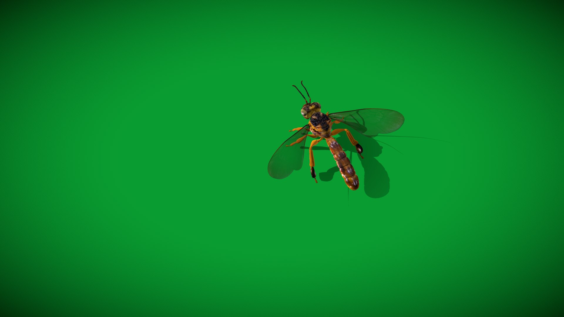 3D Tetragonisca Angustula Bee https://p.turbosquid.com/ts-thumb/Mf/pHx3Bd/Gr/angelita_bee1/png/1778427777/1920x1080/fit_q87/9b8e39164be5ef5d2b524cf2a5e83ca80f53441d/angelita_bee1.jpg