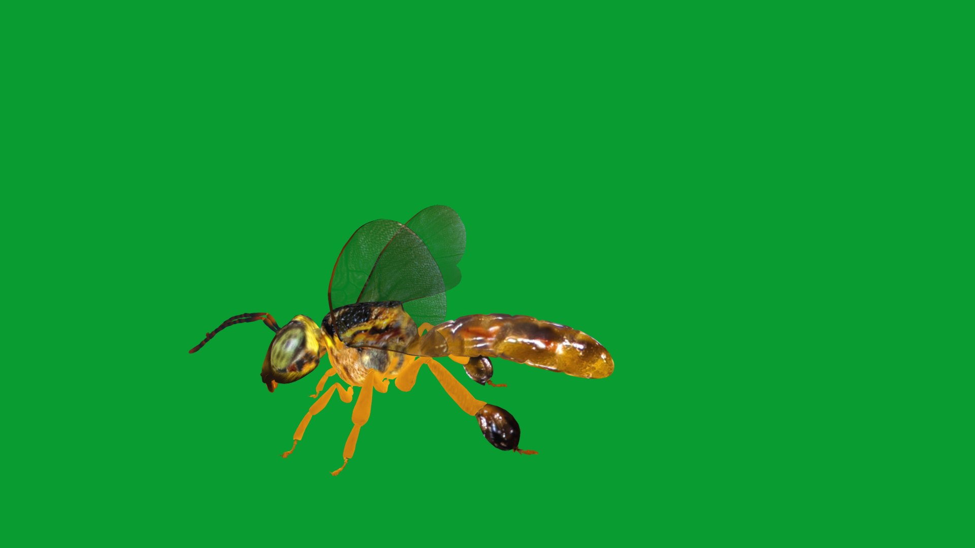 3D Tetragonisca Angustula Bee https://p.turbosquid.com/ts-thumb/Mf/pHx3Bd/UY/angelita_bee9/png/1778427782/1920x1080/fit_q87/18a5f0344ea390588640b57869ecdc605024e009/angelita_bee9.jpg