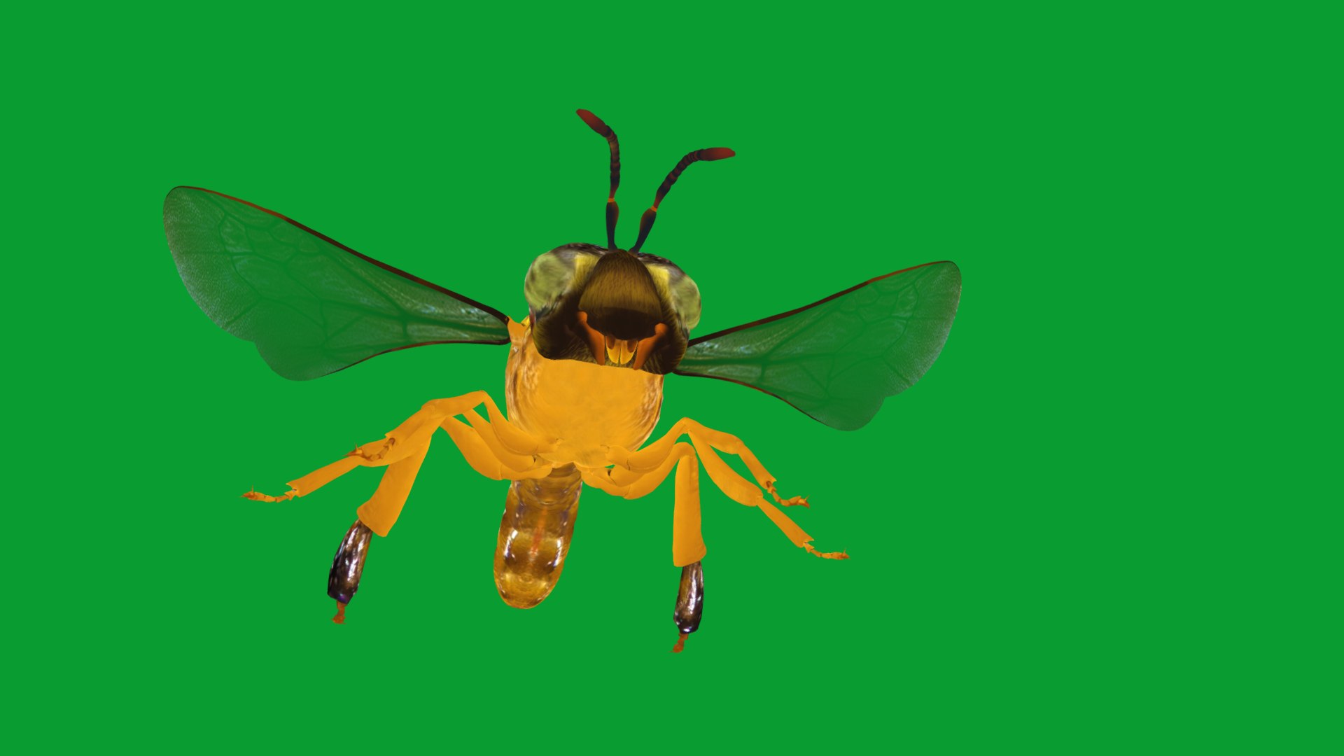 3D Tetragonisca Angustula Bee https://p.turbosquid.com/ts-thumb/Mf/pHx3Bd/Ug/angelita_bee8/png/1778427783/1920x1080/fit_q87/376146bb6a33f3558890426f5f34b9df63908eb7/angelita_bee8.jpg