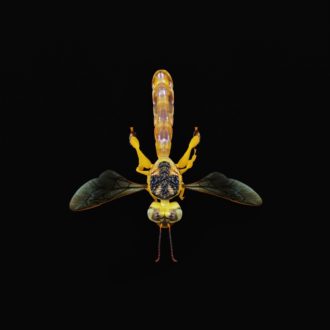3D Tetragonisca Angustula Bee https://p.turbosquid.com/ts-thumb/Mf/pHx3Bd/VI/tetragoniscaangustularig_0007/jpg/1778427768/1920x1080/fit_q87/687f63bc4f396c60210f3dc574afb22e5769bcce/tetragoniscaangustularig_0007.jpg