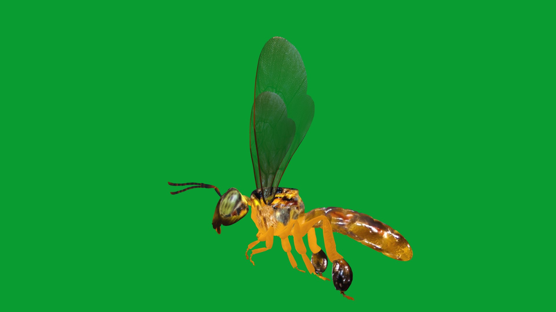 3D Tetragonisca Angustula Bee https://p.turbosquid.com/ts-thumb/Mf/pHx3Bd/VK/angelita_bee29/png/1778427736/1920x1080/fit_q87/89281db5b8fe950520405904727acbf29bbdc64f/angelita_bee29.jpg