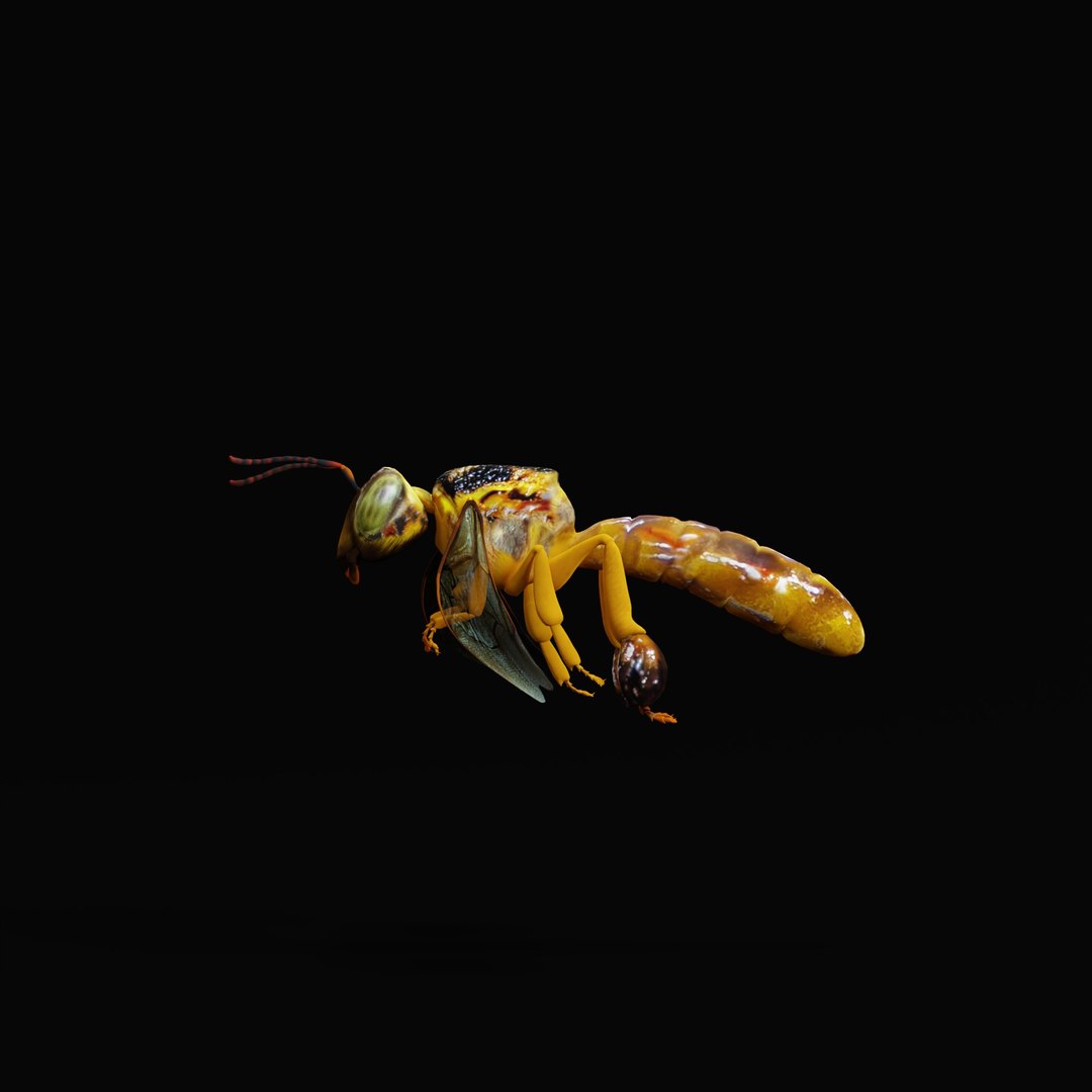 3D Tetragonisca Angustula Bee https://p.turbosquid.com/ts-thumb/Mf/pHx3Bd/XQ/tetragoniscaangustularig_0006/jpg/1778427767/1920x1080/fit_q87/c20eedd64757b77ef720e1bf5570ecb6d06579d0/tetragoniscaangustularig_0006.jpg