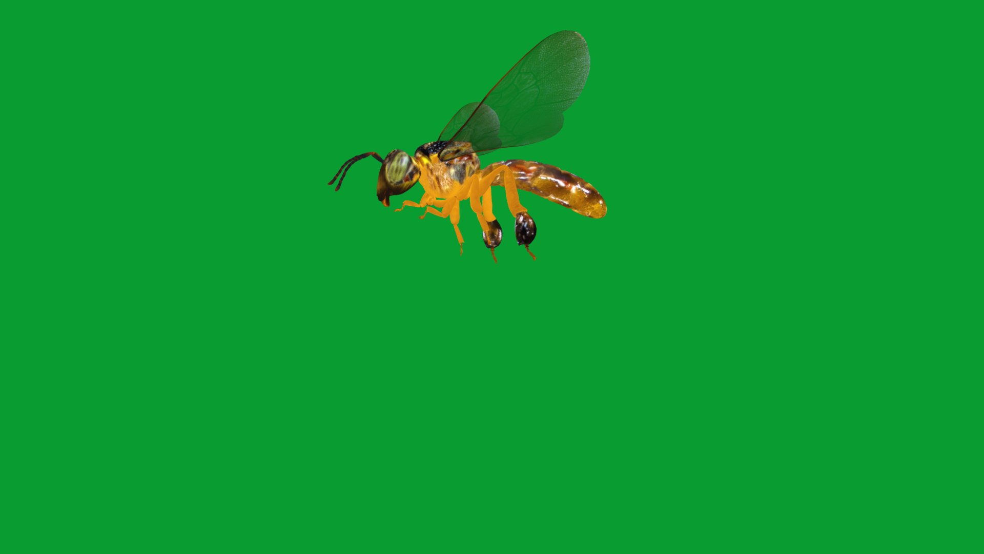 3D Tetragonisca Angustula Bee https://p.turbosquid.com/ts-thumb/Mf/pHx3Bd/b0/angelita_bee10/png/1778427784/1920x1080/fit_q87/9bafaab323dfffea3243f80b4c4a5f160dc07219/angelita_bee10.jpg