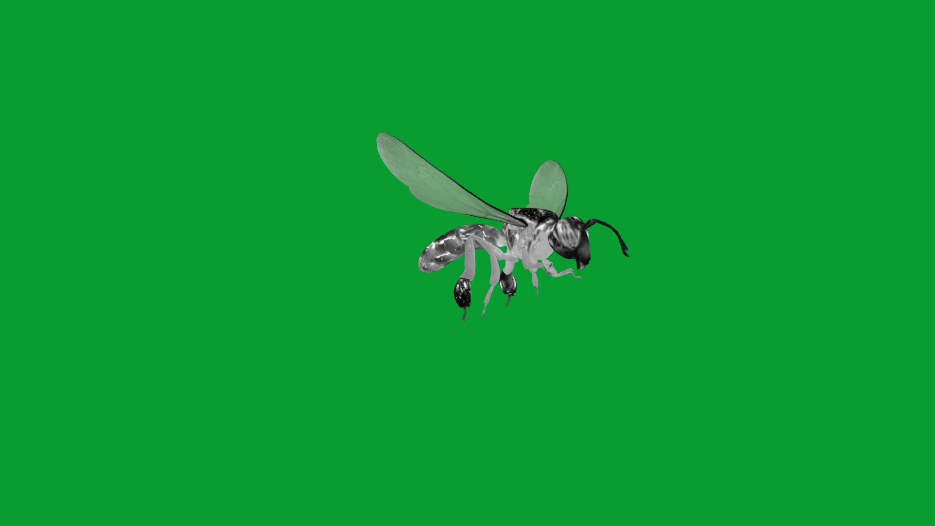 3D Tetragonisca Angustula Bee https://p.turbosquid.com/ts-thumb/Mf/pHx3Bd/gH/angelita_bee16/png/1778427790/1920x1080/fit_q87/d8d4ceb07548dd535a22b62a4aa5ad2f86fe6444/angelita_bee16.jpg