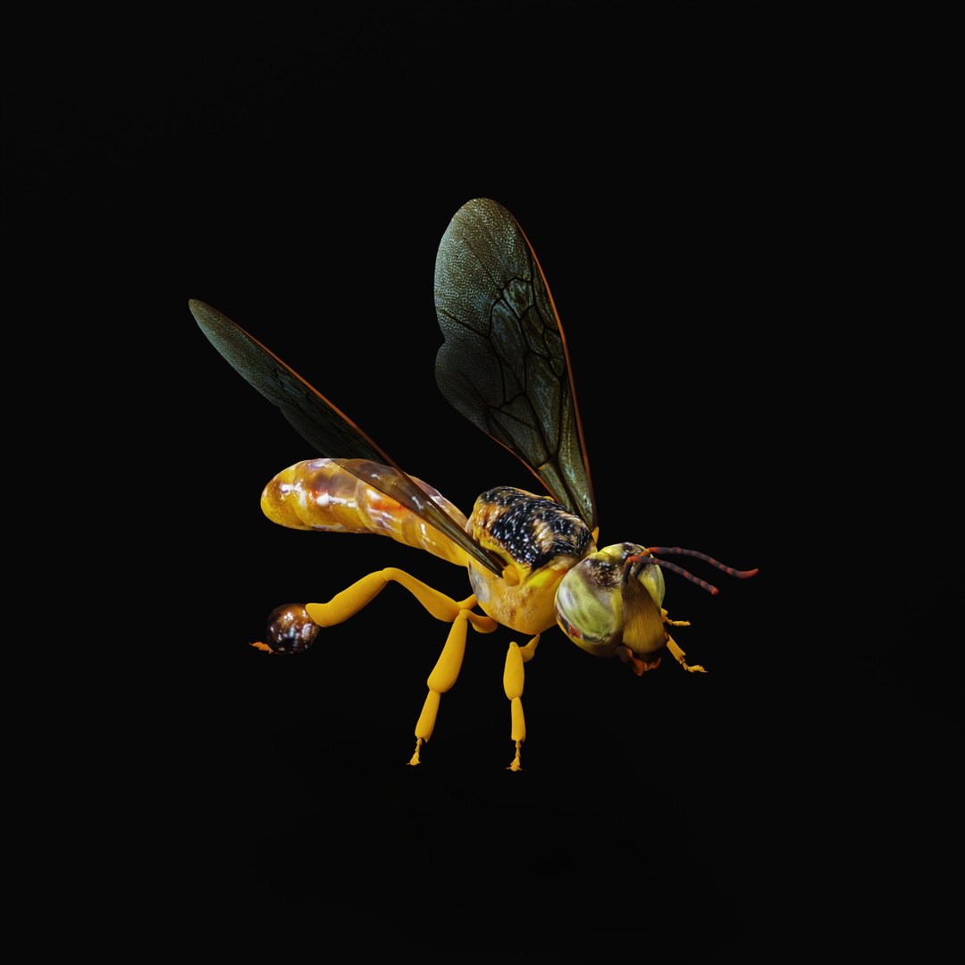 3D Tetragonisca Angustula Bee https://p.turbosquid.com/ts-thumb/Mf/pHx3Bd/gS/tetragoniscaangustularig_0003/jpg/1778427765/1920x1080/fit_q87/16c23238c42733eddf122cc9098255a6e40a72fb/tetragoniscaangustularig_0003.jpg