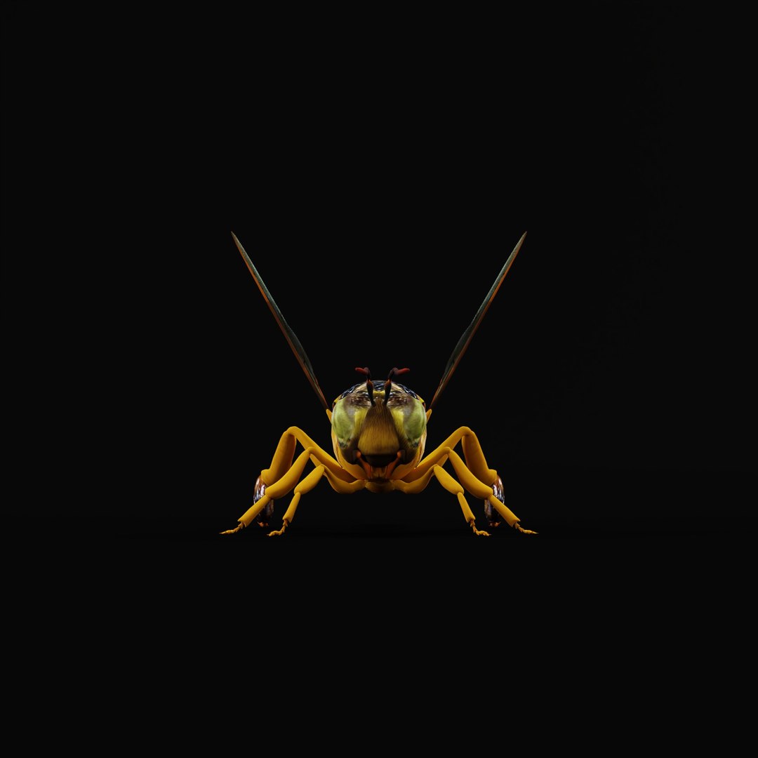 3D Tetragonisca Angustula Bee https://p.turbosquid.com/ts-thumb/Mf/pHx3Bd/h4/tetragoniscaangustularig_0000/jpg/1778427761/1920x1080/fit_q87/0d06b89fc06c61890db3bc2df65ca641f58da573/tetragoniscaangustularig_0000.jpg