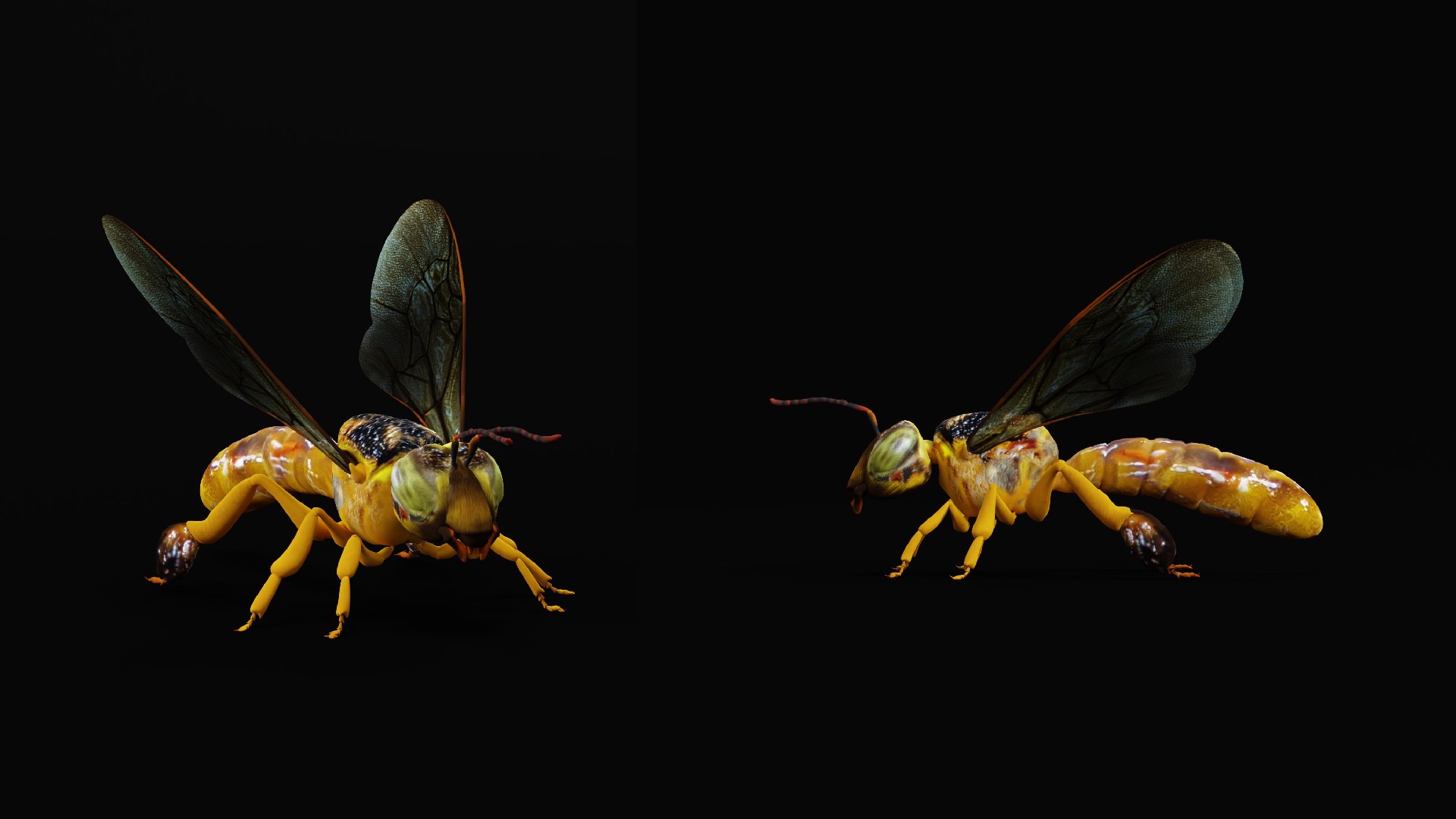 3D Tetragonisca Angustula Bee https://p.turbosquid.com/ts-thumb/Mf/pHx3Bd/pK/angelita_bee11/png/1778427786/1920x1080/fit_q87/bf4b2e40d7e281ca88197473920e5c6a53165aaa/angelita_bee11.jpg