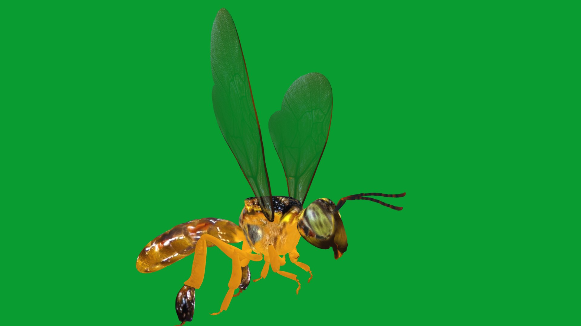 3D Tetragonisca Angustula Bee https://p.turbosquid.com/ts-thumb/Mf/pHx3Bd/tU/angelita_bee28/png/1778427740/1920x1080/fit_q87/040e23ed89d5b7301b3088e2ad8aca91b4d3d7e8/angelita_bee28.jpg