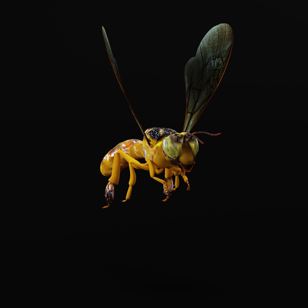 3D Tetragonisca Angustula Bee https://p.turbosquid.com/ts-thumb/Mf/pHx3Bd/vo/tetragoniscaangustularig_0004/jpg/1778427766/1920x1080/fit_q87/915db12ca46d2fa313364a3688c57d622a823d87/tetragoniscaangustularig_0004.jpg