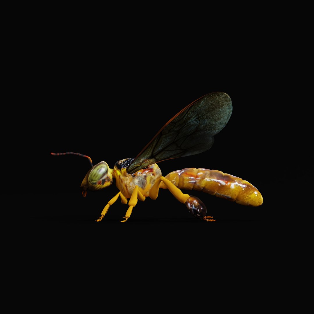 3D Tetragonisca Angustula Bee https://p.turbosquid.com/ts-thumb/Mf/pHx3Bd/wk/tetragoniscaangustularig_0001/jpg/1778427763/1920x1080/fit_q87/affa286c12dd1cdd1b07b4753b639da376efedf6/tetragoniscaangustularig_0001.jpg