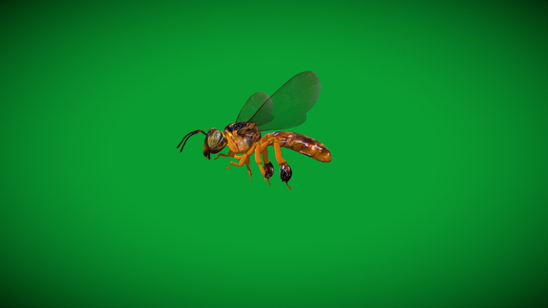 3D Tetragonisca Angustula Bee https://p.turbosquid.com/ts-thumb/Mf/pHx3Bd/yc/angelita_bee12/png/1778427792/1920x1080/fit_q87/fda87af4a82066ef8cb7ef1a79d1135ce21a800a/angelita_bee12.jpg