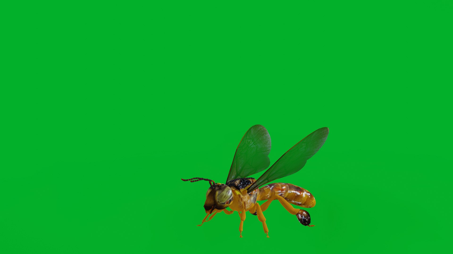 3D Tetragonisca Angustula Bee https://p.turbosquid.com/ts-thumb/Mf/pHx3Bd/zI/tetragonisca_angustula_bee_preview1/png/1778427763/1920x1080/fit_q87/337ee12792f9b9a1d2a3bd08f032efe838837b44/tetragonisca_angustula_bee_preview1.jpg