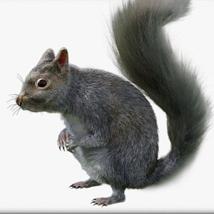 squirrel