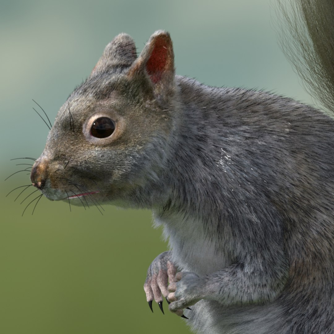 3D Squirrel Animation Rig Model - TurboSquid 1298398
