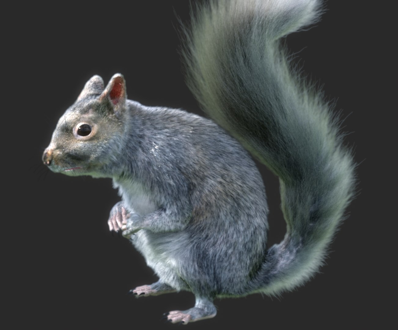 3D Squirrel Animation Rig Model - TurboSquid 1298398