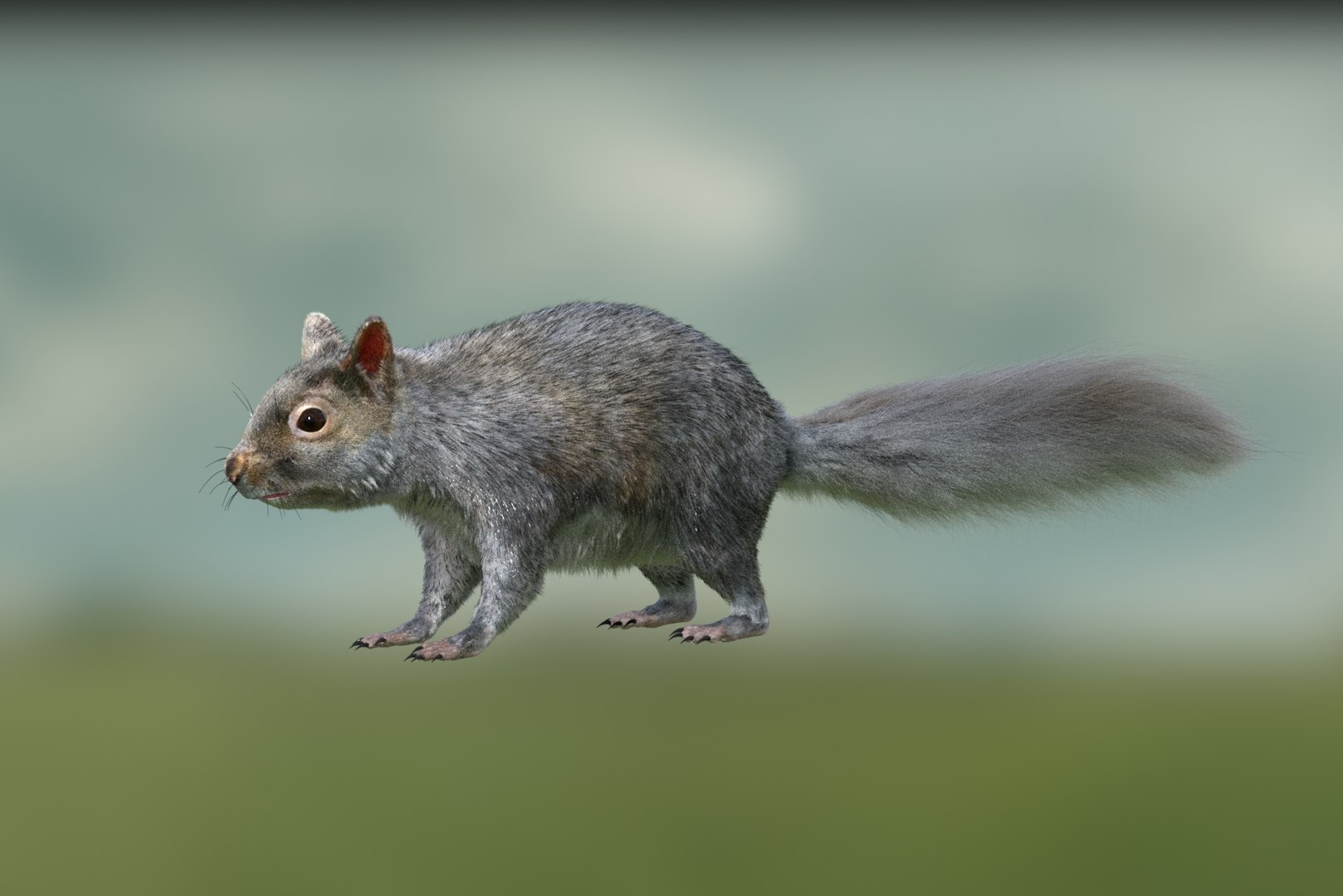 3D squirrel animation rig model - TurboSquid 1298398