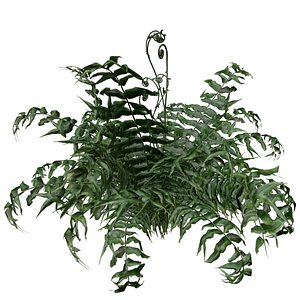 Western Sword Fern Plant - 04 - 3D model