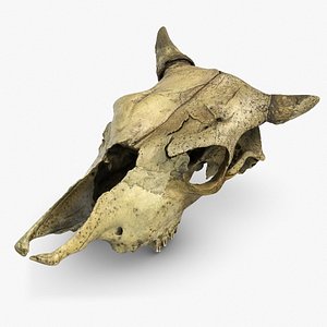 Cow Skull 2
