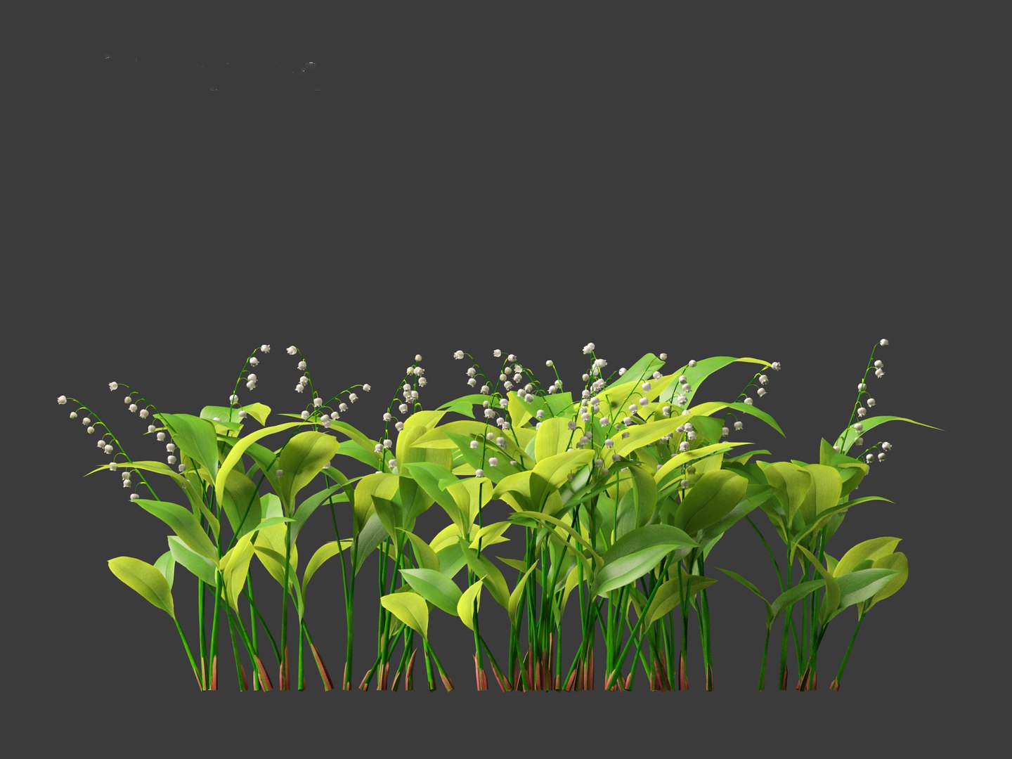 Convallaria majalis - lily-of-the-valley 3D model https://p.turbosquid.com/ts-thumb/Mg/I40mRb/52/convallariamajalis018/jpg/1697813232/1920x1080/fit_q87/cc6b443c1e8a57033ef9babf2afe26c3b34855c6/convallariamajalis018.jpg