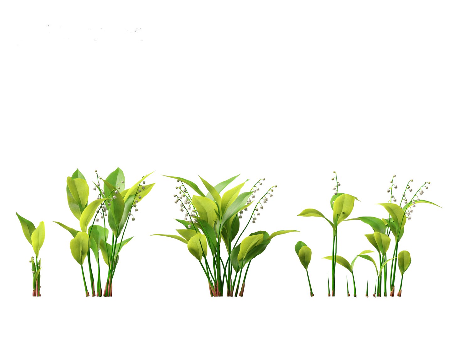 Convallaria majalis - lily-of-the-valley 3D model https://p.turbosquid.com/ts-thumb/Mg/I40mRb/55/convallariamajalis015/jpg/1697813229/1920x1080/fit_q87/9e4215d22708ca5ff311acae58d9122694249add/convallariamajalis015.jpg